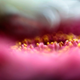 Illustration for article titled Shooting Challenge Freelensing Gallery 1